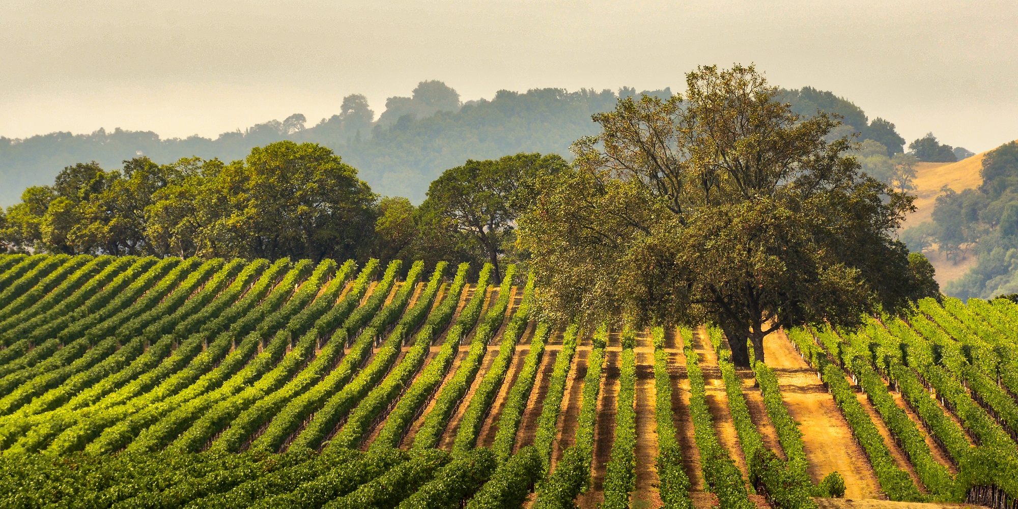 Panorma of green vineyard field with a large oak tree